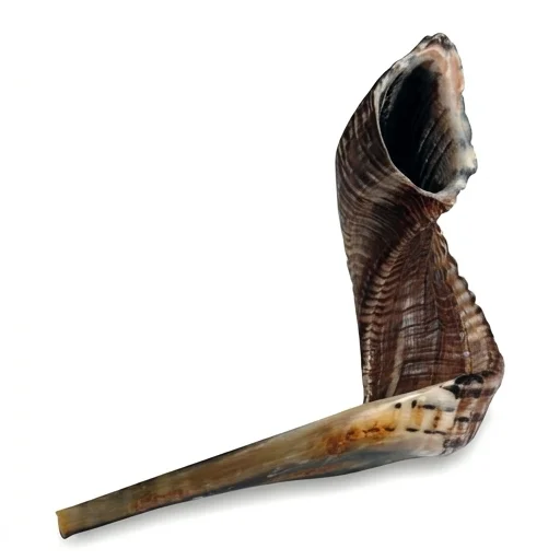 Shofar Size 4, 35-40 cm